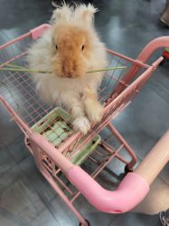 -Moni星球萌宠·小马宝莉·灵蛇·高端高阶全萌宠互动体验俱乐部(红豆国际广场店)