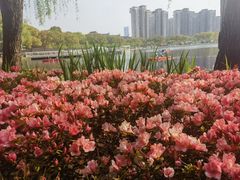-新江湾城公园