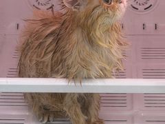 -爱洗澡的猫(天河路店)
