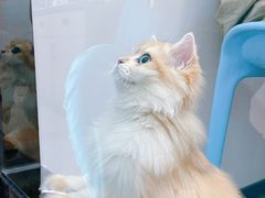 -pd派德宠物中心医院24H急重症·眼科中心·血液透析中心(嵩山北路店)