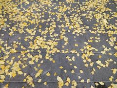 -上海对外经贸大学(古北校区)