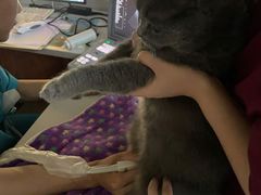 -美联众合动物医院·伴可分院·内科中心医院