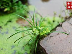 -雅安上里古镇
