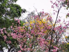 -广州市白云山风景名胜区