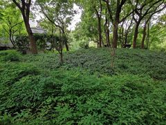 -徐家汇源景区-衡山公园