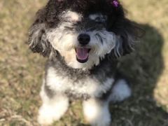 -PETKIT小佩宠物(古北店)