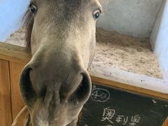 -枫露马术学院(藏书校区)