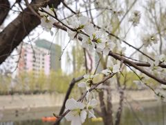-桃花堤公园