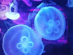 -顺德南宏海立方海洋公园