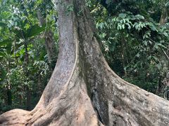 -中国科学院西双版纳热带植物园