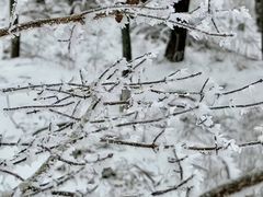 -鲁山国家森林公园