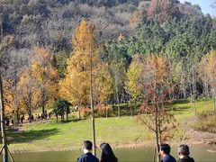 -千年银杏谷文化旅游区