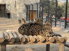 -北京野生动物园