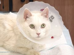 -爱派特动物医院·全科诊疗中心