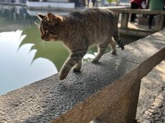 -西园戒幢律寺