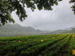 -野蔓果·山野菜(西湖景区·龙井茶田店)