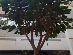 -大树餐厅(红旗街万达店)