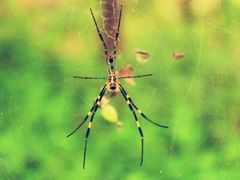 -神光山国家森林公园