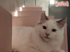 -猫儿山۰猫主题餐厅