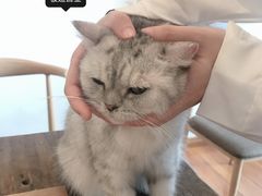 -喵园·猫主题咖啡厅·撸猫·猫咖(国贸店)