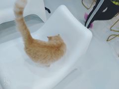 -糯米喵星人·撸猫猫舍咖啡馆(西市场嘉华店)