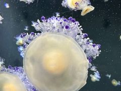 -新加坡海洋生态馆