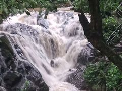 -莫里热带雨林景区
