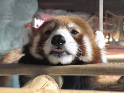 -Zoolung Zoolung动物主题公园(海信广场店)