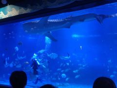 -烟台海昌鲸鲨海洋公园