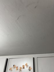 -依格宝IL COLPO明星店