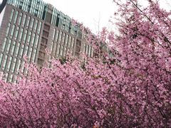 -天鹅湖体育公园