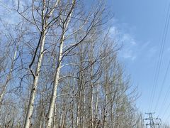 -永定河休闲森林公园