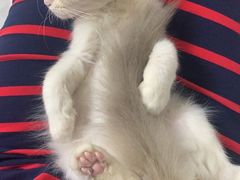 -宠爱国际动物医院· 猫科· 外科·中兽医(长白店)