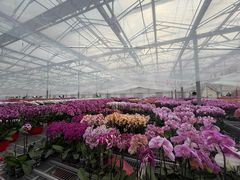 -龙大花卉苗木市场