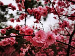 -香雪海