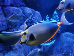 -成都浩海立方海洋公园