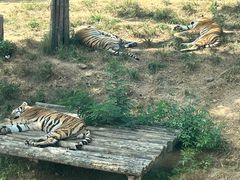 -大连森林动物园