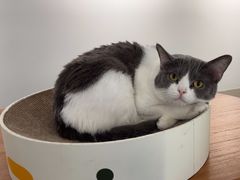 -Cappucimeow猫咪咖啡馆(韦伯时代店)