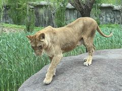 -北京野生动物园