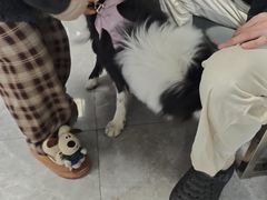 -半岛宠物医院24小时(白果林店)