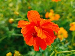 -海棠花溪(元大都城垣遗址公园)