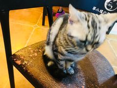 -李小姐の猫咖啡馆(五角场店)