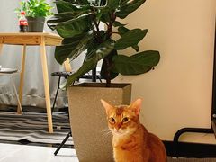 -猫大福·Fortune Cat猫舍(百子湾店)