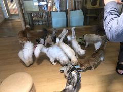 -猫腻·猫咖·撸猫馆(星光大道店)