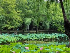 -陈家山荷花公园