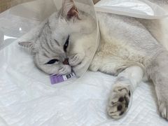 -北京观赏动物医院·24小时大型综合·猫专科·异宠专科