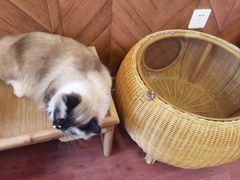 -MOCHA明星猫咖(田子坊店)