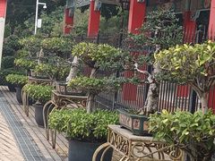 -广东圆玄道观