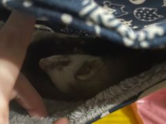 -爱侣宠医·鹦鹉专科·小型哺乳类·异宠专科(灵石路店)