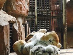 -鄂尔多斯野生动物园